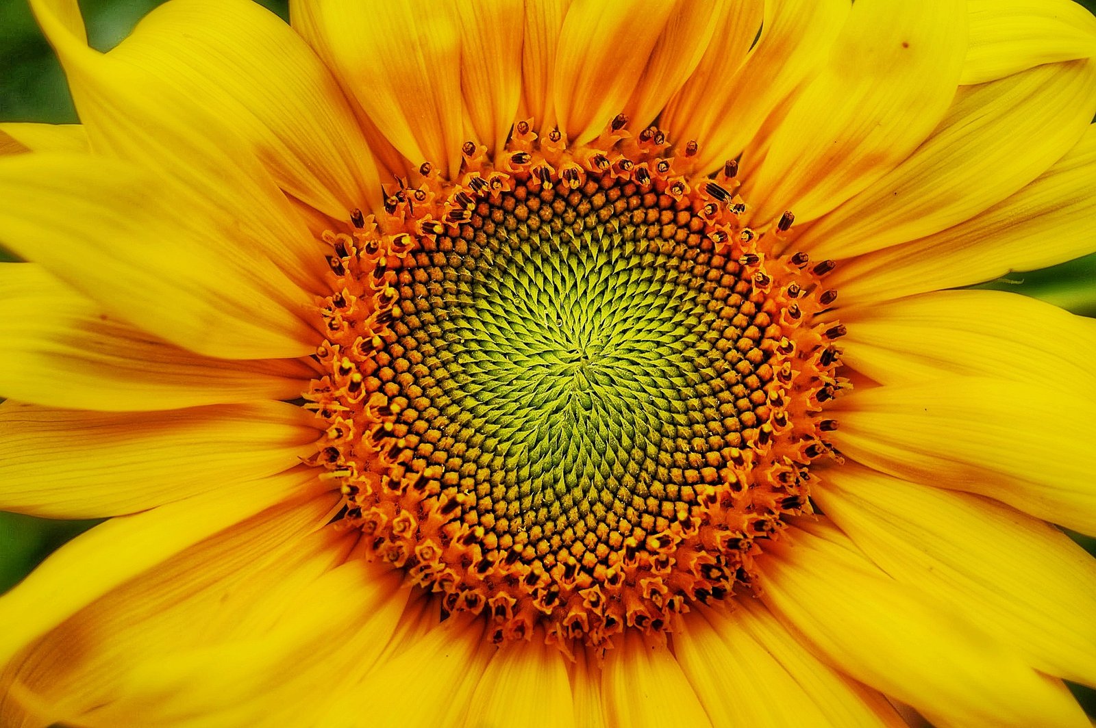 Nieuwsbrief 31 augustus 2022 1 zonnebloem